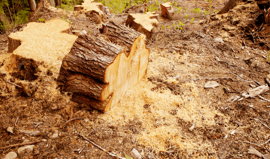 Hernandez Landscaping